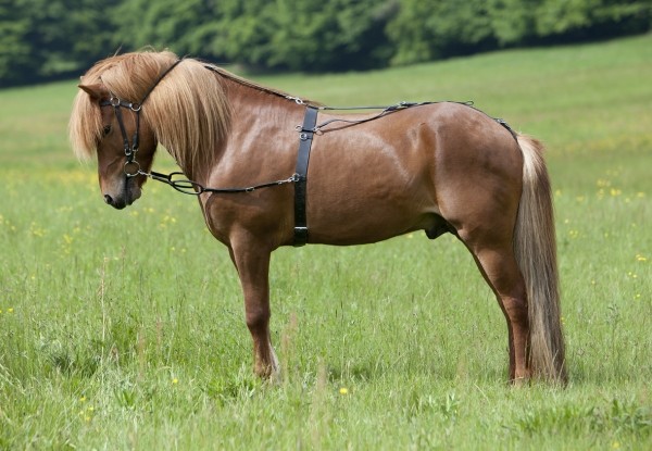 Pferd mit Longiergeschirr