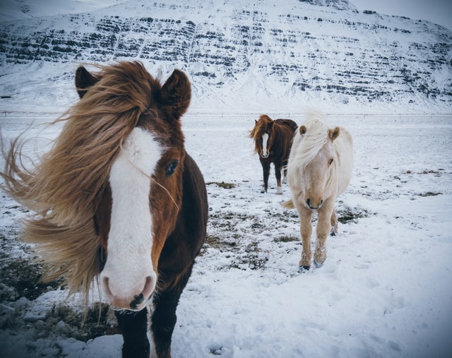 3 Islandpferde im Schnee