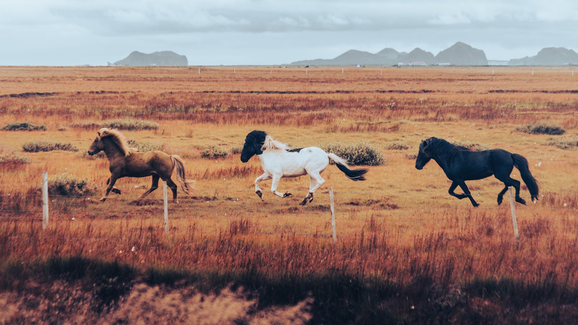 a group of horses running on brown grass field